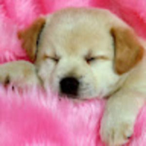 Meet your Posher, Ava